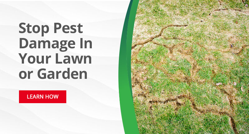 Stop Pest Damage in your lawn or Garden - Learn How