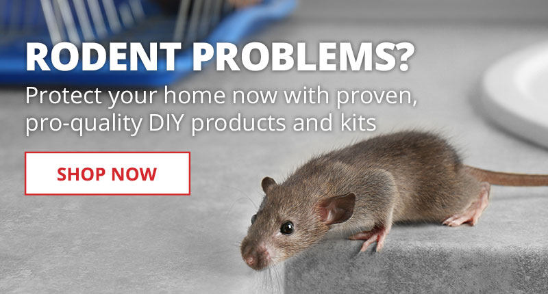 DIY Pest Control - Ban Rodents from Home