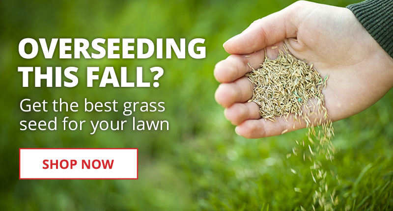 Overseeding this Fall? Get the best grass seed for your lawn.