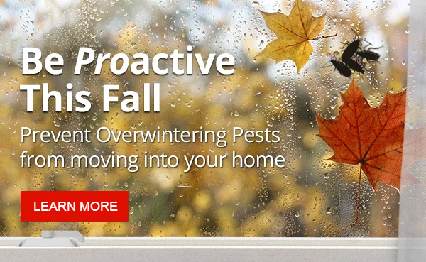 Be Proactive this Fall - Prevent Overwintering pests from moving into your home |LEARN MORE|