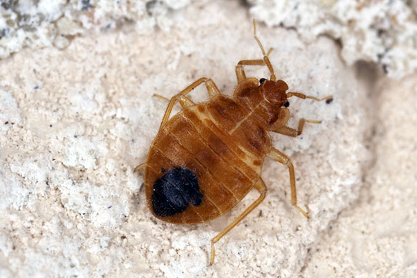What Do Bed Bugs Look Like How To Identify Bed Bugs