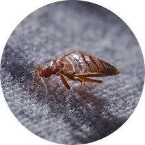 Bed Bug<br>Control Kits