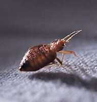 Get Rid of Bed Bugs