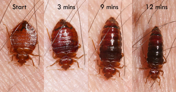 What attracts store bed bugs