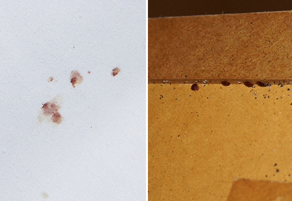 An image of bed bug damage on a bed headboard