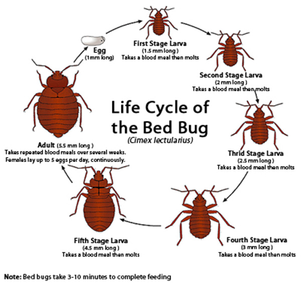 How Long Is The Life Cycle Of Bed Bugs - Bed Western