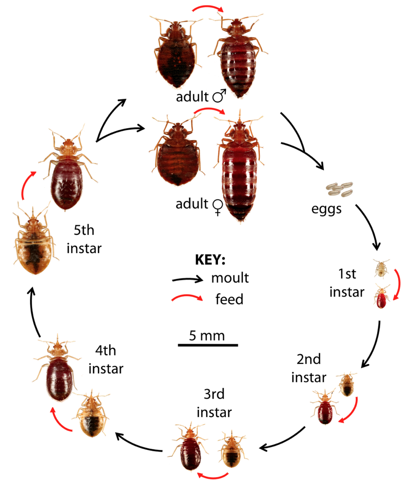 What Does Small Bed Bugs Look Like