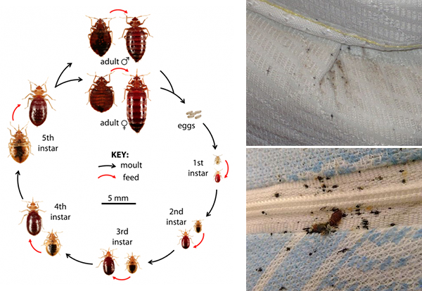 How To Prevent Bed Bugs Bug, How To Save Mattress From Bed Bugs