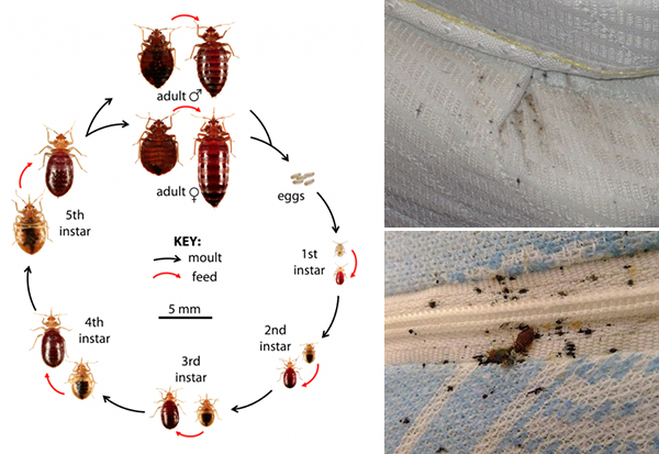 A diagram of the bed bug life cycle and mattress damage