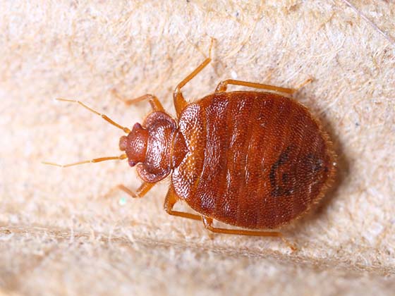 Bed Bug Treatment Nyc for Dummies