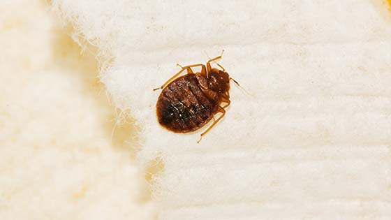 How To Check For Bed Bugs Diy Bed Bug Inspection Domyown Com