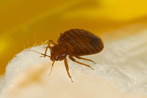 An image of a bed bug up close