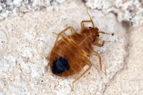 an adult bedbug on a rough, light-colored surface