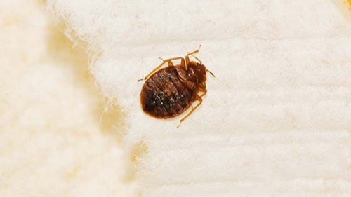 Prep List: Chemical Only Bed Bug Treatment