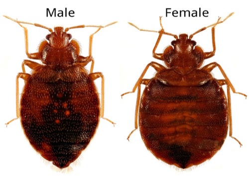 an illustration comparing bed bug gender shapes, male versus female