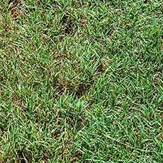 How to Care for Bentgrass Guide