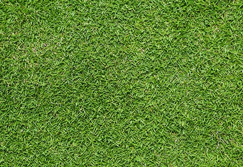 how to care lawn grass