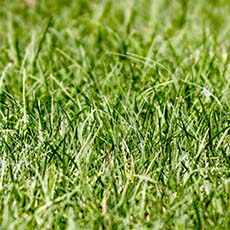 How to Care for Bermudagrass Guide