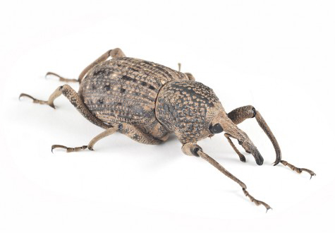 Image of a billbug