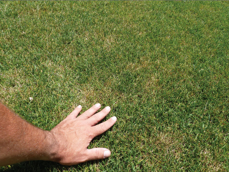 Image showing billbug damage in lawn