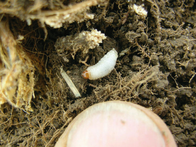 Image of a billbug larvae in the grass