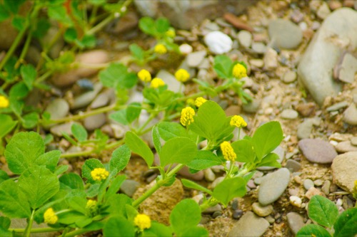 black medic with yellow flowers growing among rocky soil