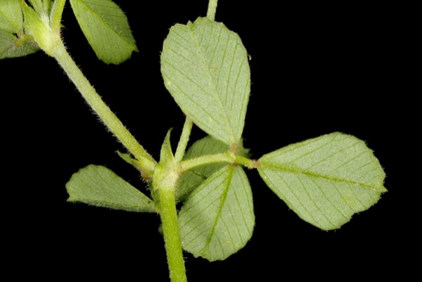 Backside of leaves of black medic plant