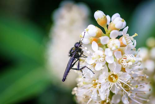 Small black wasp crawls around on flower