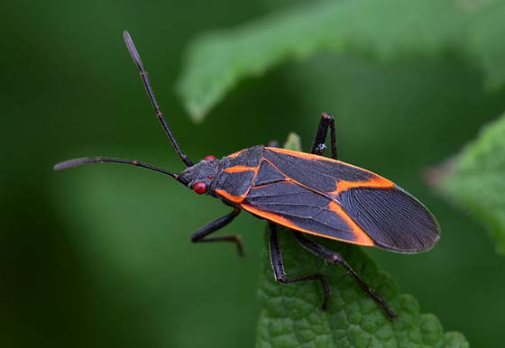 Image of a boxelder bug on a leaf