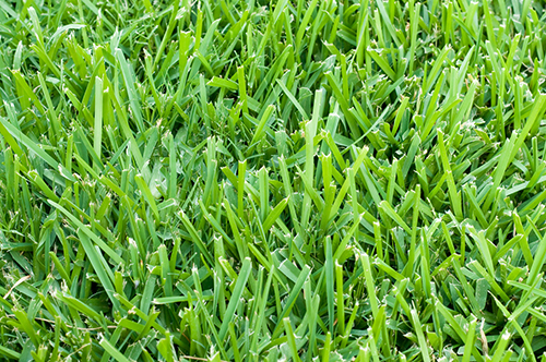 How To Care For St Augustine Grass