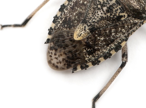 Image showing stink bug color and markings