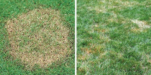 brown patch fungal summer lawn disease