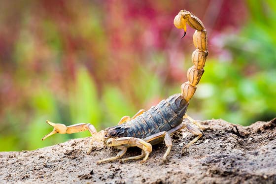 Image of a scorpion with tail raised