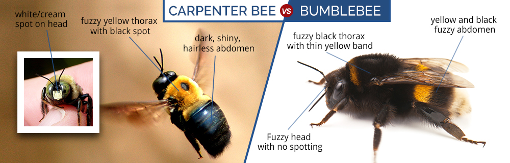 What Do Carpenter Bees Look Like | Carpenter Bee Identification Guide