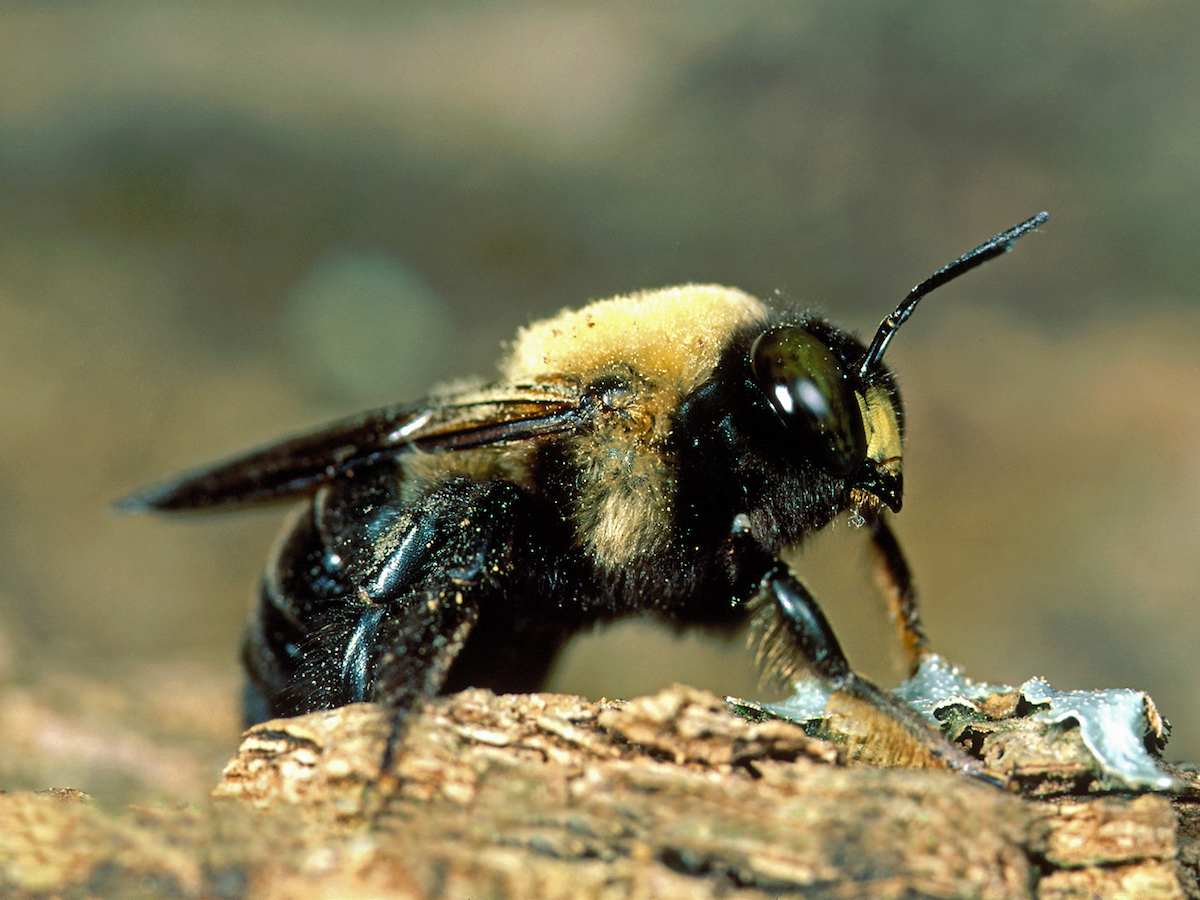 How To Get Rid Of Carpenter Bees Wood Bees Domyown Com