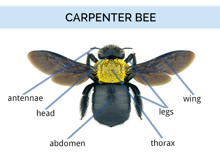 Bee Species Identification Chart