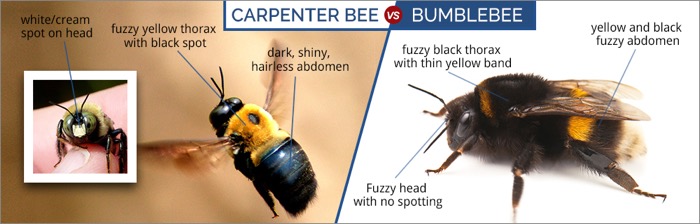 What's the Difference in Carpenter Bees and Bumble Bees