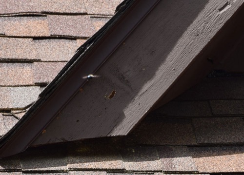 An image of carpenter bee damage on a roof
