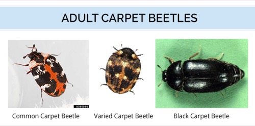 The Commonly Ignored Carpet Beetle