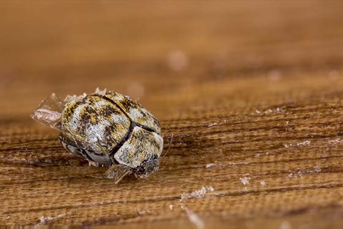 carpet beetle size