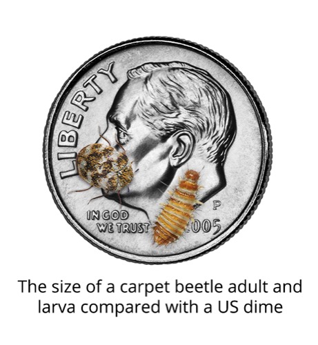 Carpet Beetles - InterNACHI®