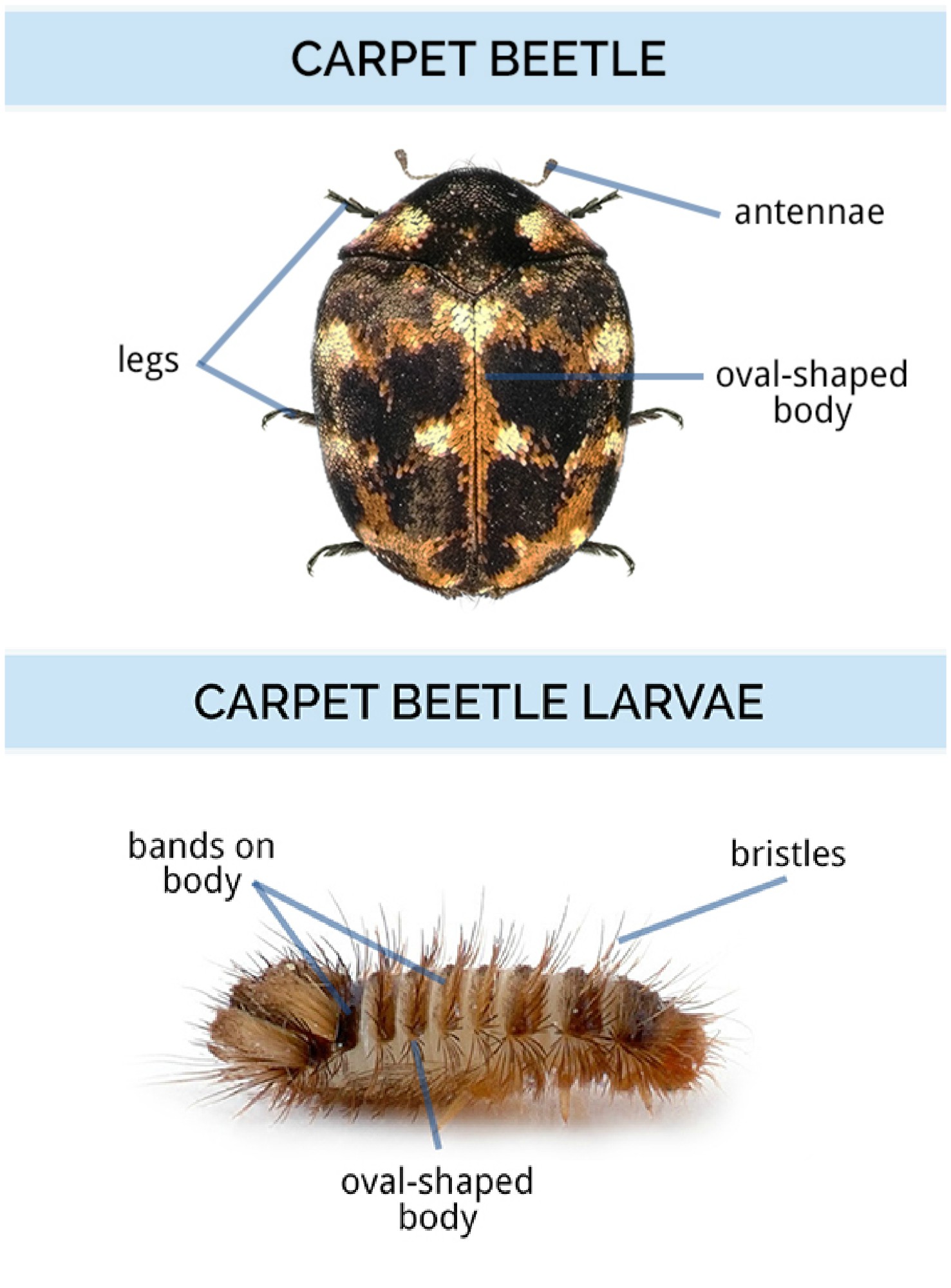 What Do Carpet Beetles Look Like? 