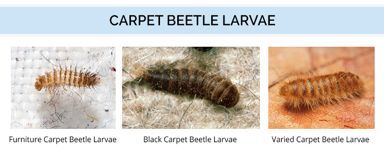 A graphic showing various types of carpet beetle larvae