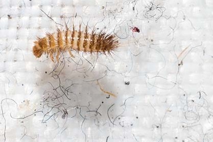 Unchecked Sticky Traps Provide Food for Carpet Beetles 