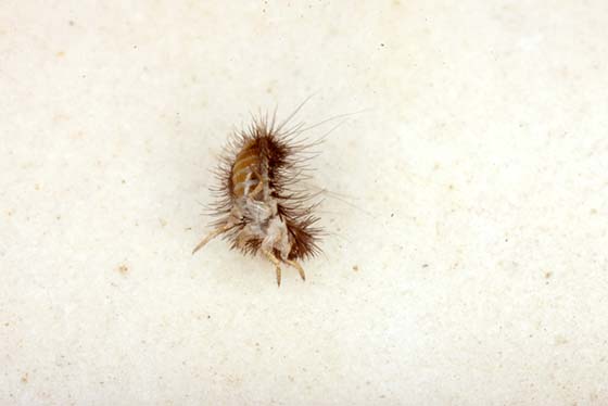 Keep Your Home Carpet Beetle Free