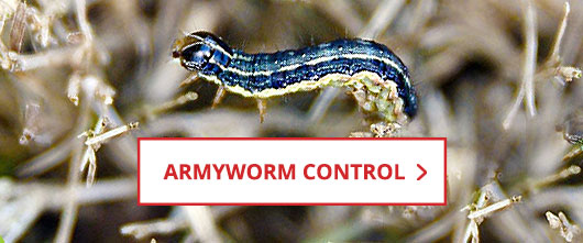 Shop Armyworm Control