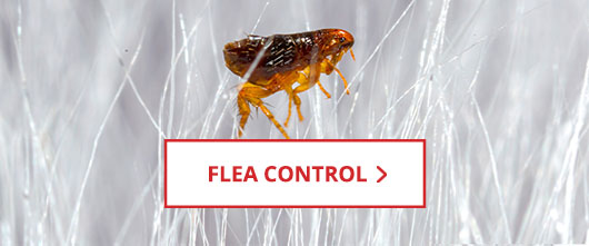 Shop Flea Control