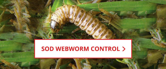 Shop Sod Webworm Control
