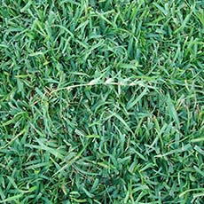 How to Care for Centipedegrass Guide