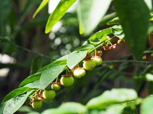 photo of a chamberbitter stem from the side displaying small flowers and fruits